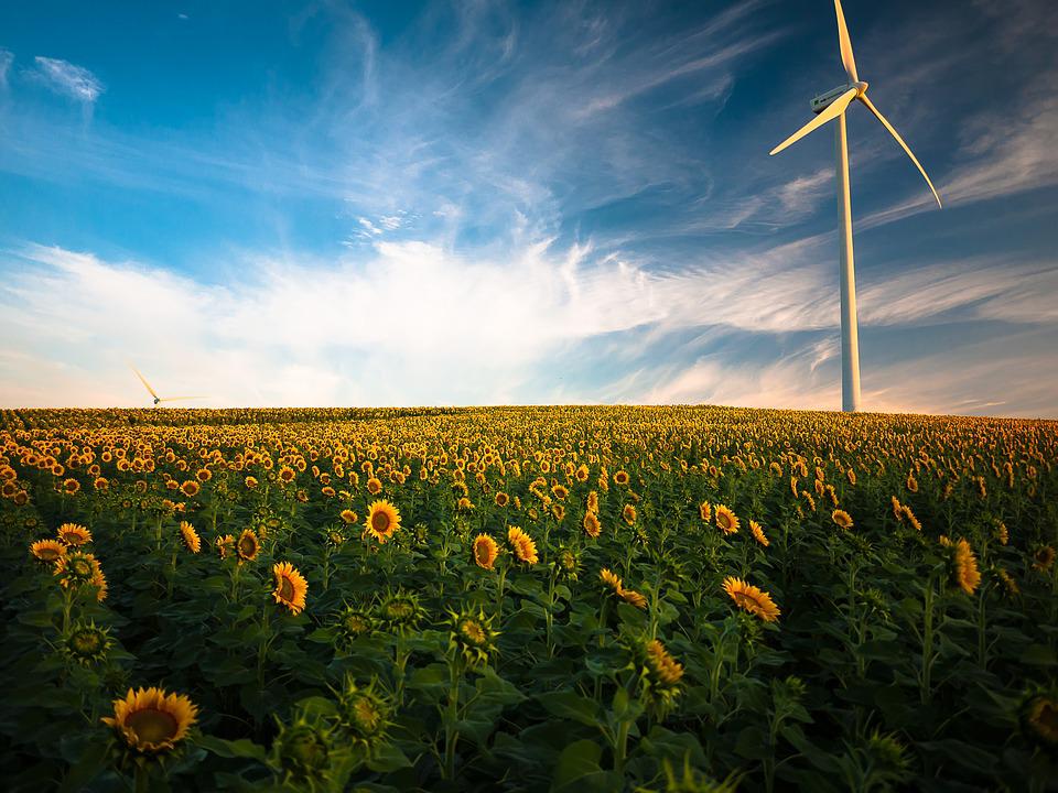 Maisemakuvassa auringonkukkia ja nykyaikainen tuulimylly.