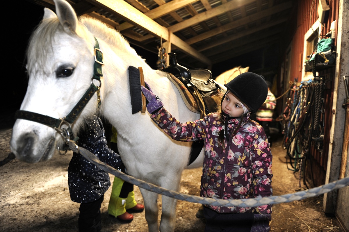 Tyttö harjaamassa valkoista ponia.