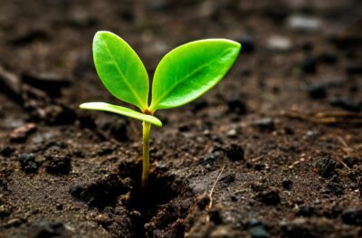 Mullasta työntyy kolme pientä, vihreää lehteä