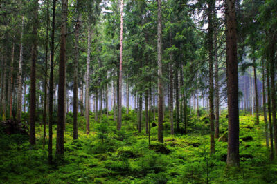 Mäntymetsää.